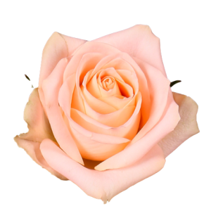 Rose Mayfair Tawi Village