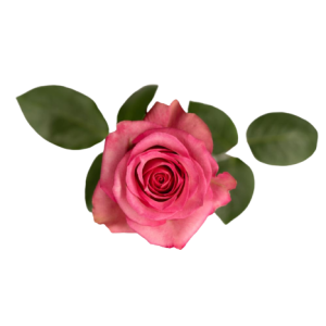 Rose Memory Tawi Village