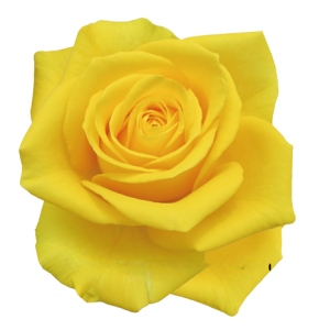 Rose Miami Tawi Village