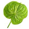 Anthurium Midori Tawi Village