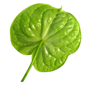 Anthurium Midori Tawi Village