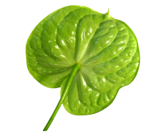 Anthurium Midori Tawi Village