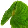 Anthurium Midori Tawi Village