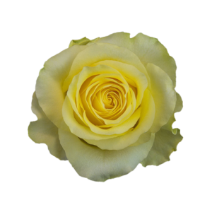 Rose Minion Tawi Village