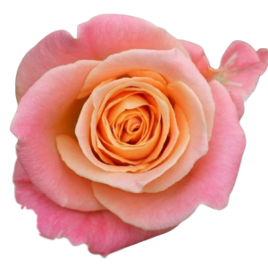 Rose Miss Piggy Tawi Village