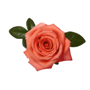 Rose Movie Star Tawi Village