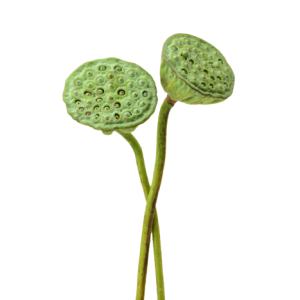 Nelumbo / Lotus Pod Green Tawi Village