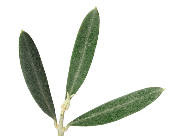 Olive Leaves Green Tawi Village