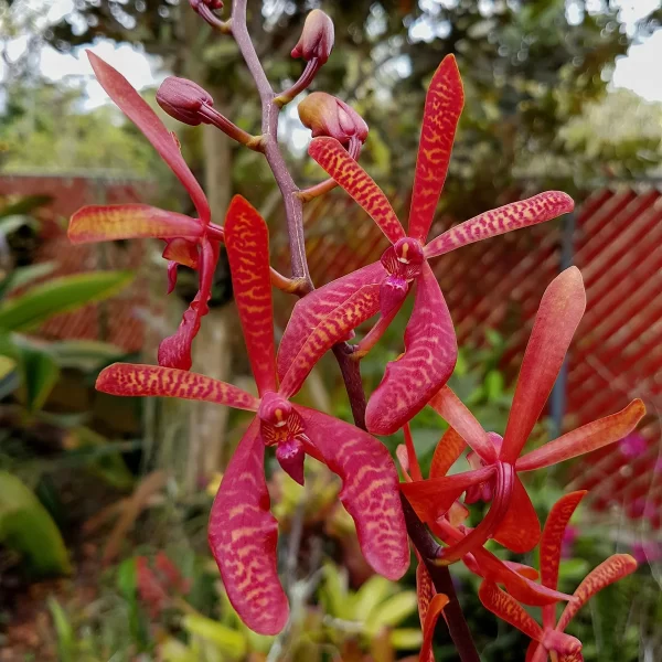 Orchid Aranthera Annie Black Red Tawi Village