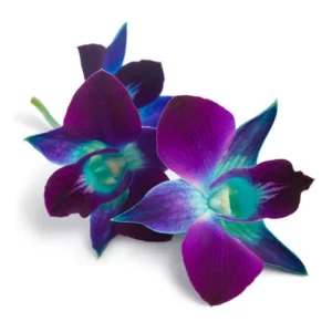 Orchid Dendrobium RSN Blue Tawi Village