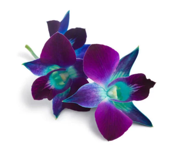 Orchid Dendrobium RSN Blue Tawi Village