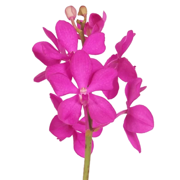 Orchid Mokara Calypso Tawi Village