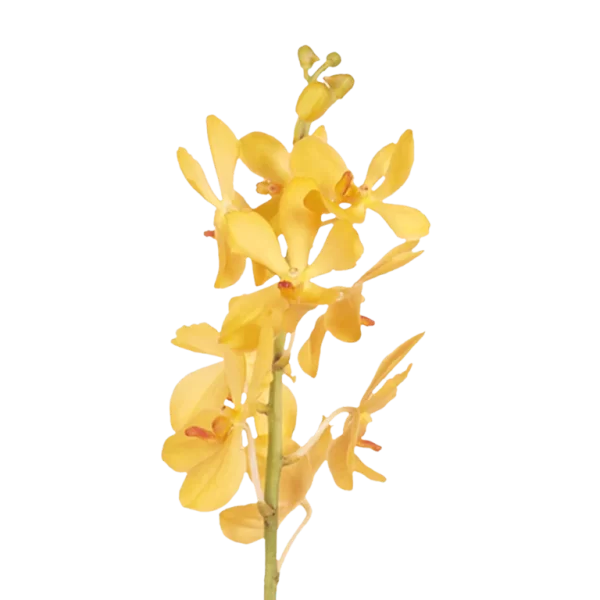 Orchid Mokara Isabel Tawi Village