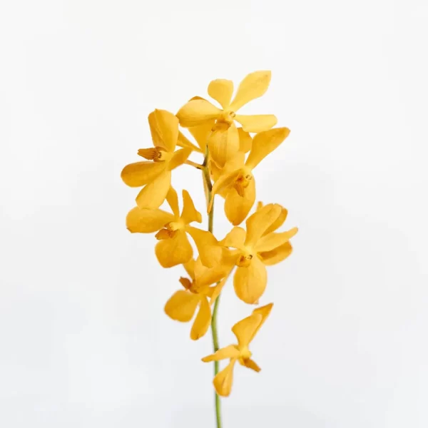 Orchid Mokara Isabel Tawi Village