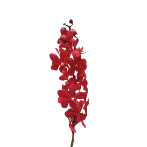 Orchid Mokara Ruby Tawi Village