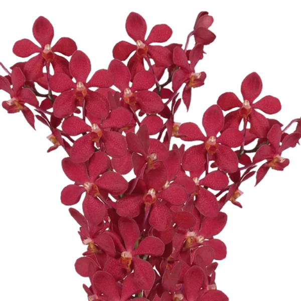 Orchid Mokara Ruby Tawi Village