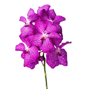 Orchid Vanda Pink Tawi Village