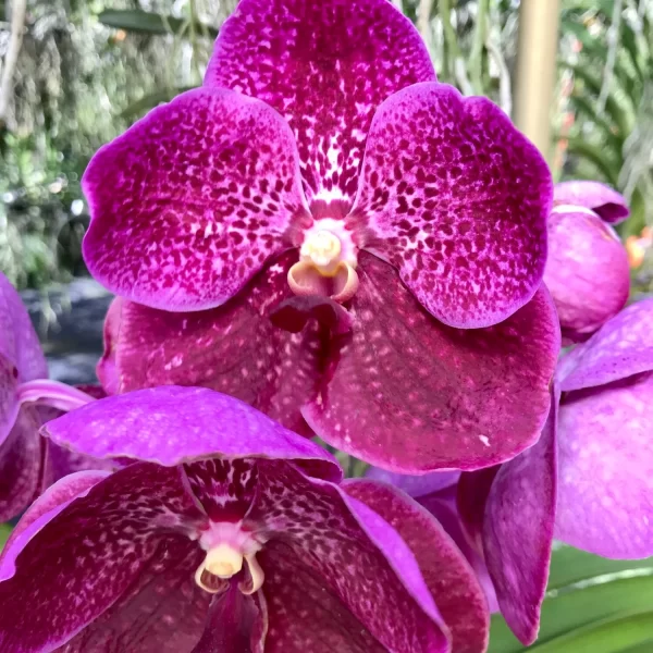 Orchid Vanda Pink Tawi Village