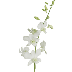 Orchid Dendrobium BWF Tawi Village