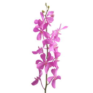 Orchid Mokara Calypso Tawi Village