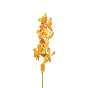 Orchid Mokara Isabel Tawi Village