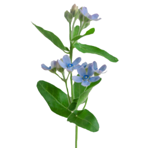 Oxypetalum Blue Tawi Village