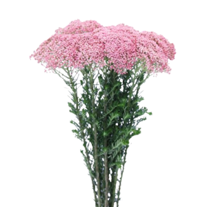 Ozothamnus Pink Tawi Village