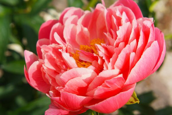 Paeonia Coral Sunset Tawi Village