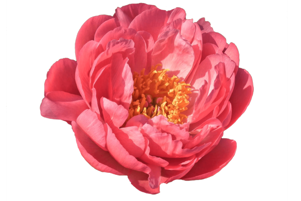 Paeonia Coral Sunset Tawi Village