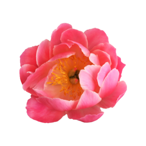 Paeonia Coral Sunset Tawi Village