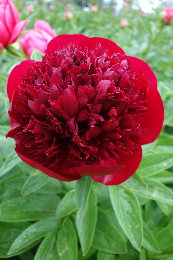 Paeonia Red Charm Tawi Village