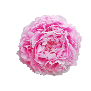 Paeonia Sarah Bernhardt Tawi Village