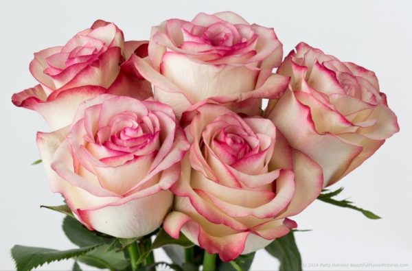 Rose Paloma Tawi Village
