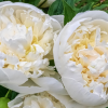 Paeonia Duchesse De Nemours Tawi Village