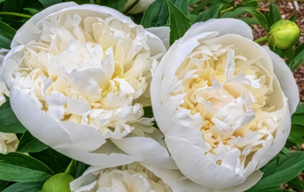 Paeonia Duchesse De Nemours Tawi Village