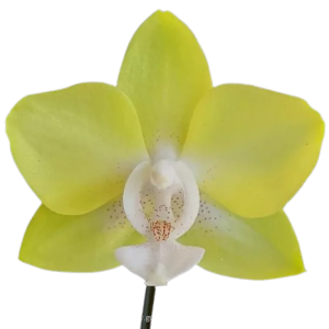 Phalaenopsis Mixed Colour Yellow Tawi Village