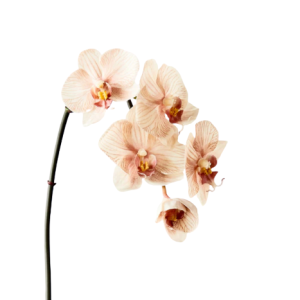 Phalaenopsis Dyed Apricot Tawi Village