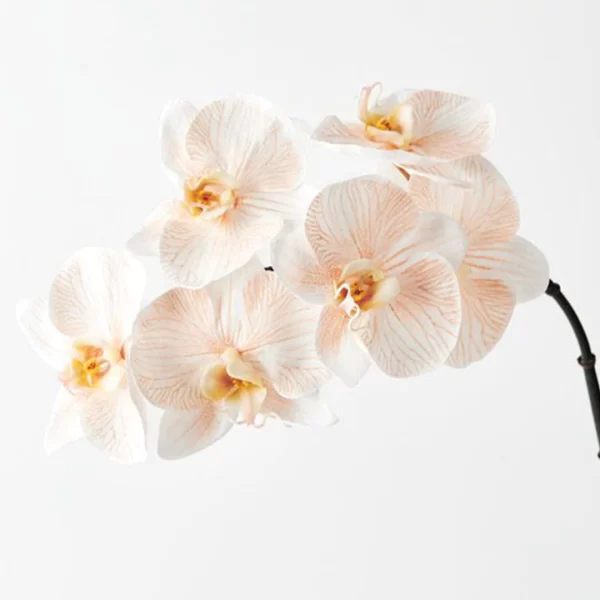 Phalaenopsis Dyed Apricot Tawi Village