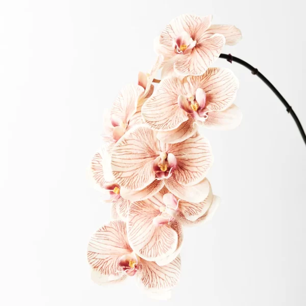Phalaenopsis Dyed Apricot Tawi Village