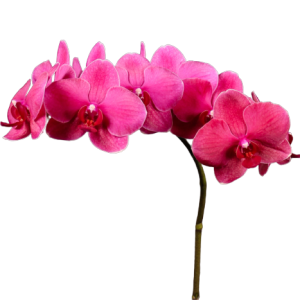 Phalaenopsis Rossini Tawi Village