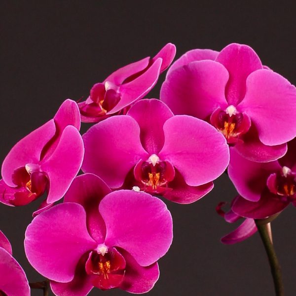 Phalaenopsis Rossini Tawi Village