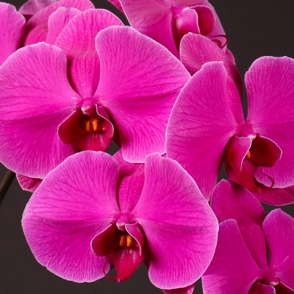 Phalaenopsis Rossini Tawi Village