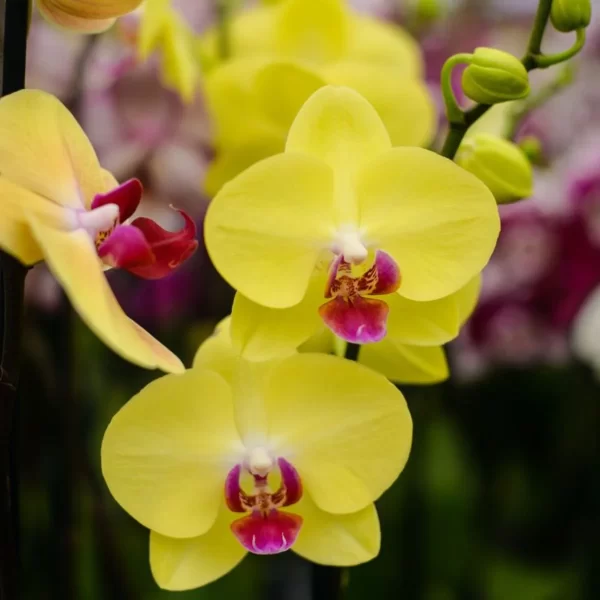 Phalaenopsis Mixed Colour Yellow Tawi Village