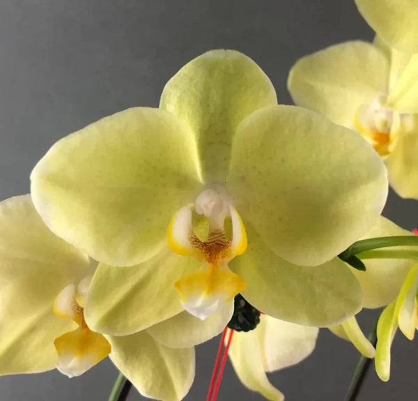 Phalaenopsis Mixed Colour Yellow Tawi Village