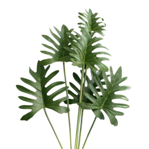 Philodendron / Xanadu Leaves Green Tawi Village