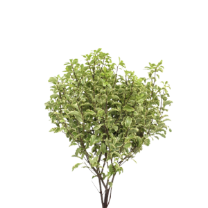 Pittosporum / Nigra Tawi Village