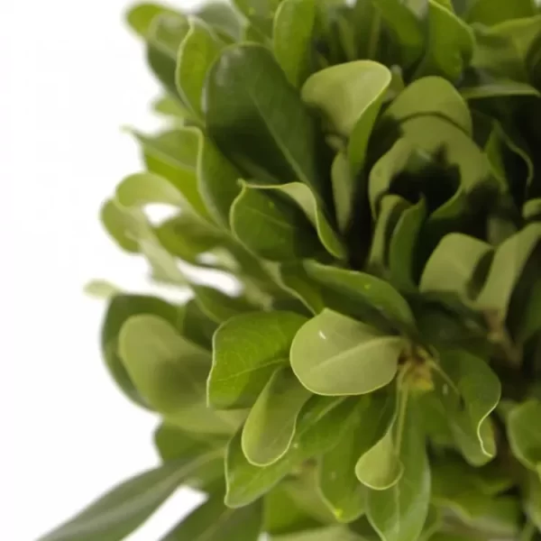 Pittosporum / Nurit Tawi Village