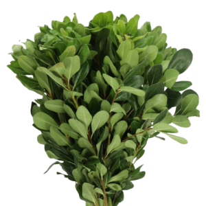 Pittosporum / Nurit Tawi Village