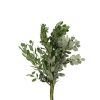 Pittosporum / Ralphy Tawi Village