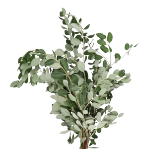 Pittosporum / Ralphy Tawi Village